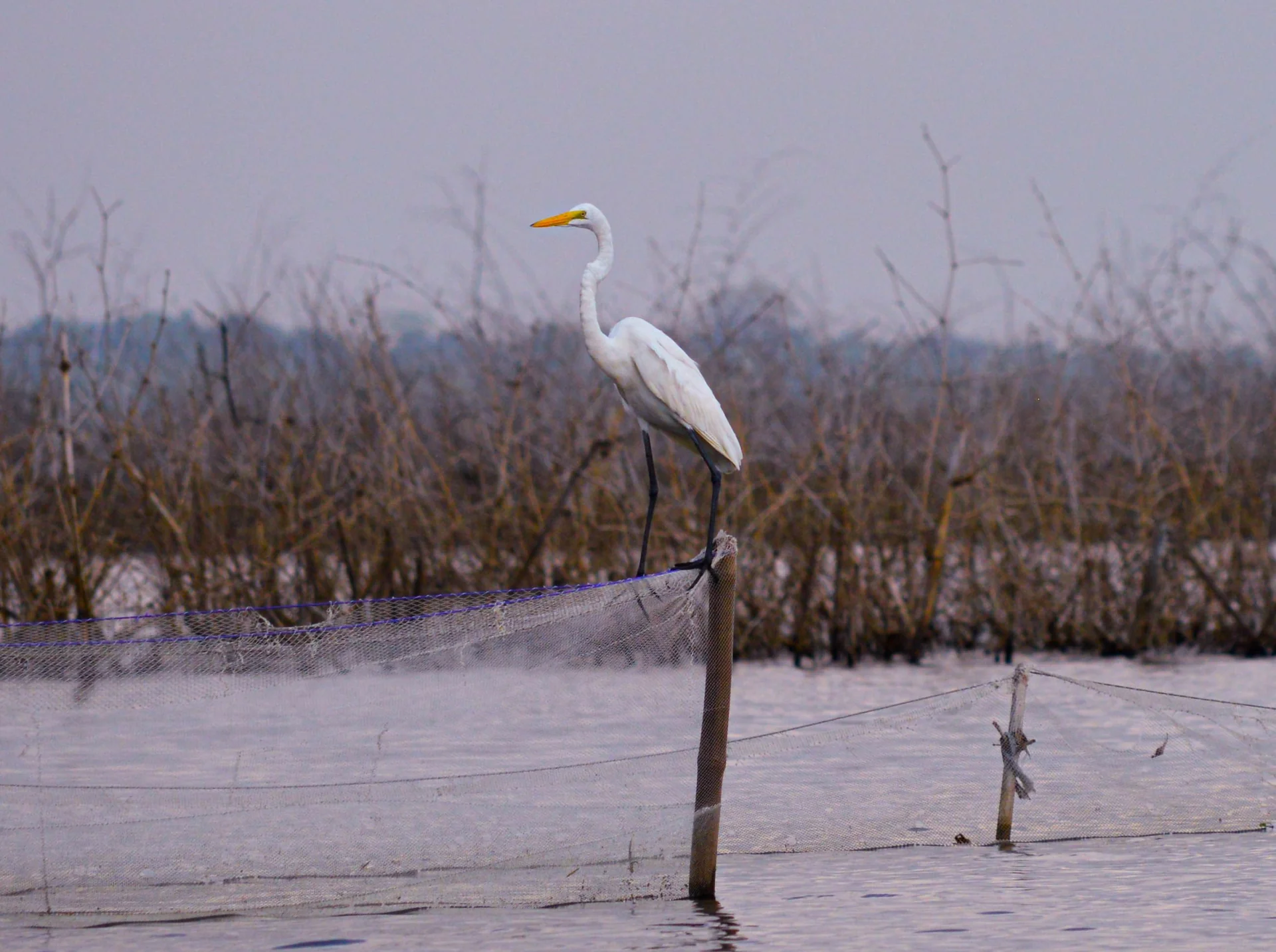 Le lac Nokoué : écosystème, oiseaux et vie aquatique