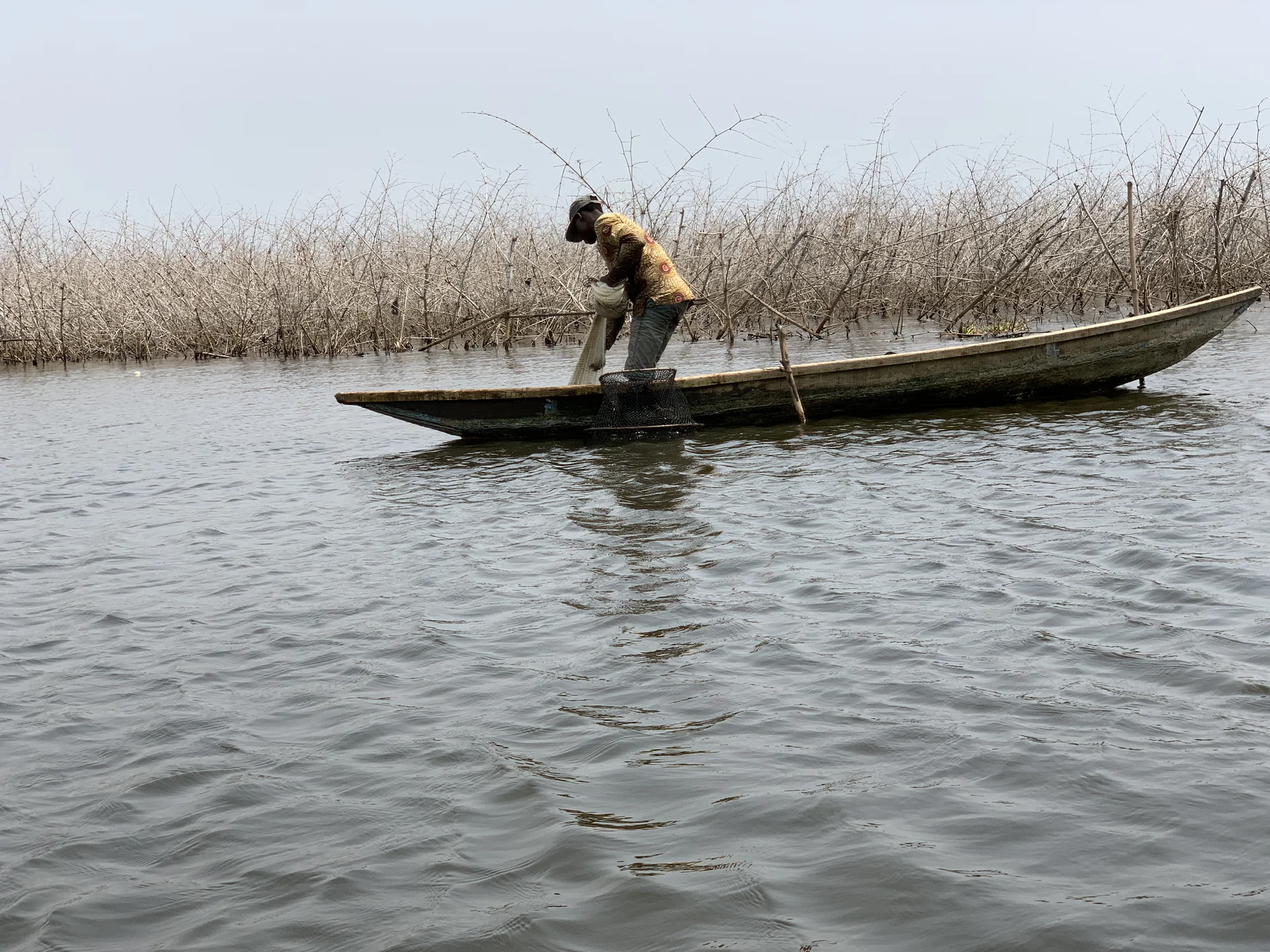 Acadja fishing in Ganvié: the ancient aquaculture of Lake Nokoué